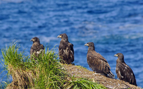 ������ � ������